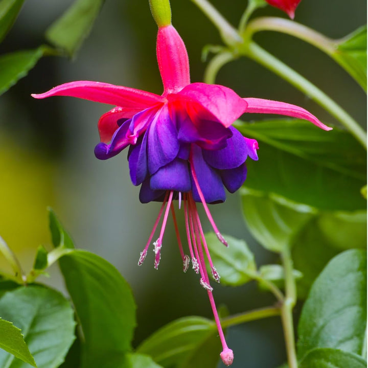 Blue Red Fuchsia Flower Seeds for Planting – Wildflower Mix, Heirloom, Non-GMO Seeds for Home Garden