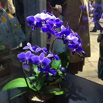 Flower Seeds, Seeds,Seeds For Planting,Plant Seeds