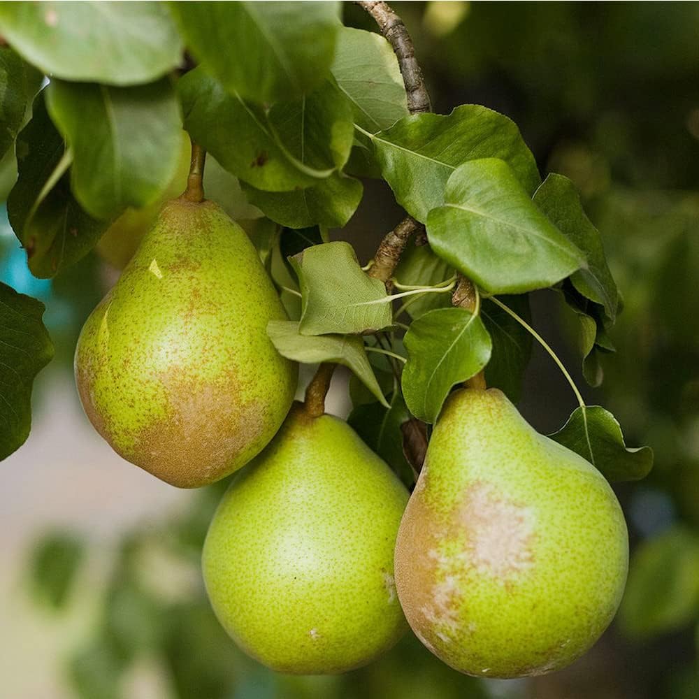 Wild Pear Pyrus Communis fruit seeds for planting – Heirloom & Non-GMO Garden seeds