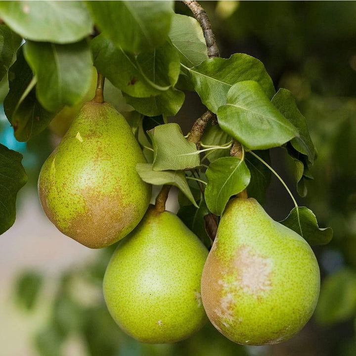 Wild Pear Pyrus Communis fruit seeds for planting – Heirloom & Non-GMO Garden seeds