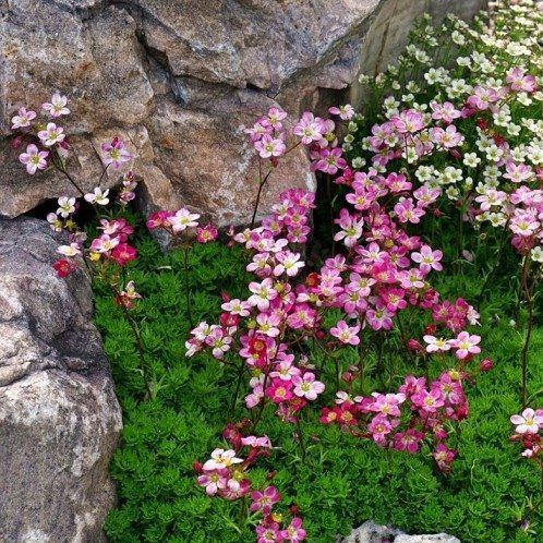 Heirloom Saxifrage Rose Seeds for Planting – Non-GMO, High Germination Organic Garden Seeds