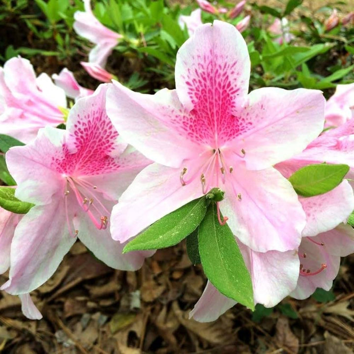 White Pink Rhododendron Flower Seeds for Planting – Heirloom, Non-GMO, Sun Loving, High Germination
