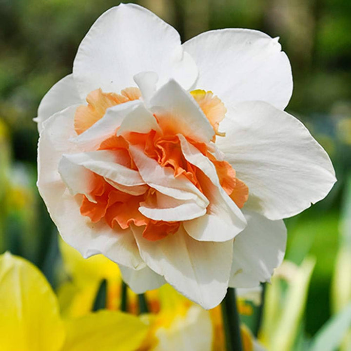 White Orange Double Narcissus Flower Seeds for Planting – Heirloom, Non-GMO, Pollinator Friendly, High Germination