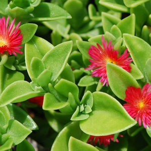 Flower Seeds, Seeds,Seeds For Planting,Plant Seeds