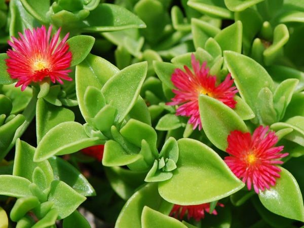 Flower Seeds, Seeds,Seeds For Planting,Plant Seeds