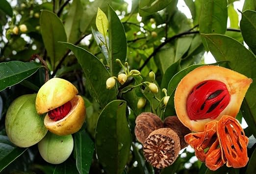 Myristica Fragrans Fruit Seeds for Planting – Heirloom, Non-GMO for Nutmeg Spice Trees