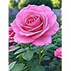 Pink Rose Flower Seeds for Planting – Shade Tolerant, Heirloom, Non-GMO, High Germination Organic Garden Seeds
