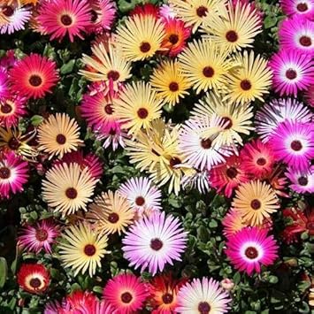 Mixed Ice Flower Seeds for Planting – Vibrant Colors, Heirloom, Non-GMO, High Germination Organic Garden Seeds