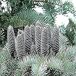 Flower Seeds, Seeds,Seeds For Planting,Plant Seeds