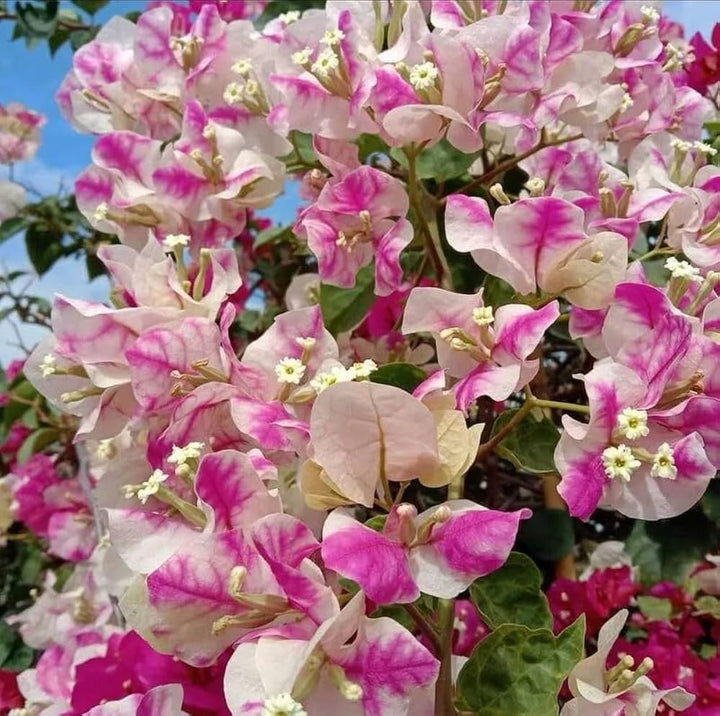 Pink & White Bougainvillea Flower Seeds for Planting | Heirloom Non-GMO High Germination Organic Garden Seeds