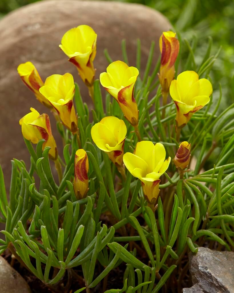 Flower Seeds, Seeds,Seeds For Planting,Plant Seeds