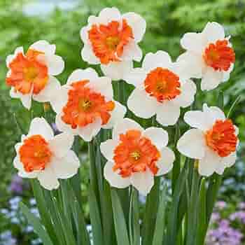White & Orange Double Narcissus Daffodil Seeds for Planting - Heirloom, Non-GMO, High Germination Organic Garden Seeds