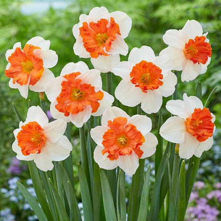 White Orange Double Petal Narcissus Seeds for Planting | Heirloom Non-GMO High Germination