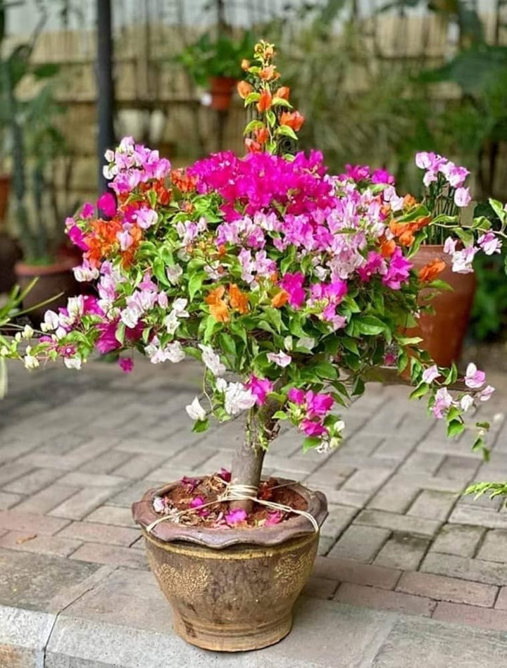 Bougainvillea Flower Seeds for Planting Mixed Colors – Sun Loving, Heirloom, Non-GMO, High Germination Organic Garden Seeds