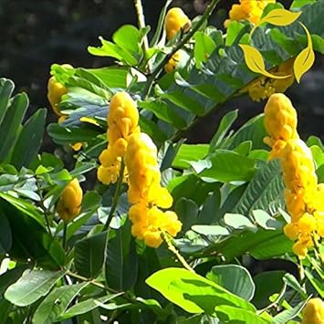 Flower Seeds, Seeds,Seeds For Planting,Plant Seeds