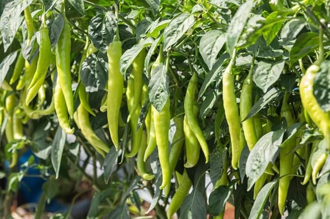 Green Pepper Seeds for Planting – Heirloom & Non-GMO Mild Vegetable Garden Seeds