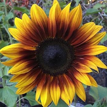 Yellow Brown Sunflower Seeds for Planting – Heirloom, Non-GMO, Seasonal Bloomer, High Germination