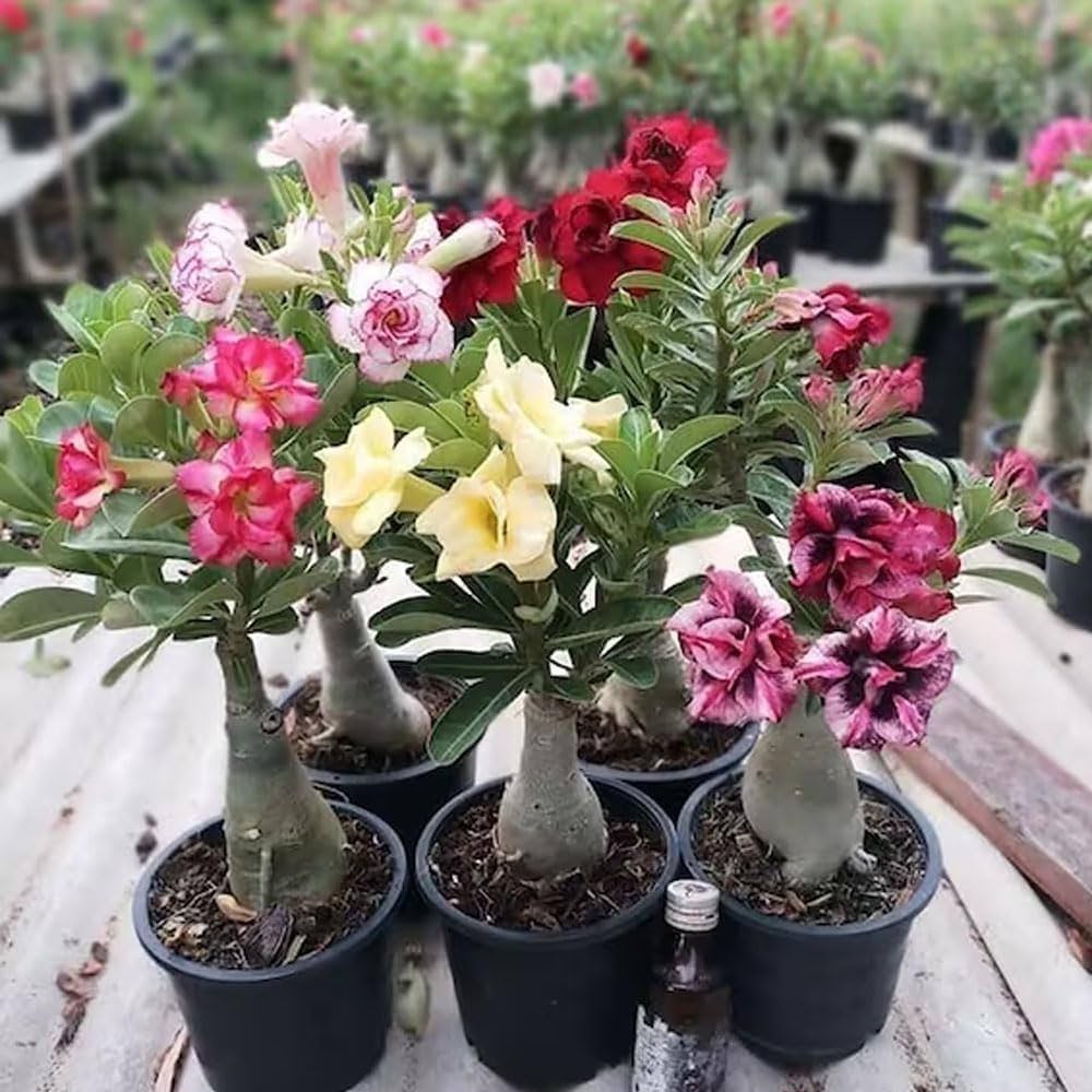 Mixed Adenium Flower Seeds for Planting – Heirloom, Non-GMO, High Germination Organic Garden Seeds