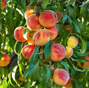 Fruit Seeds,Garden seeds, Seeds For Planting,Plant Seeds