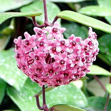 Flower Seeds, Seeds,Seeds For Planting,Plant Seeds