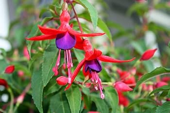 Red Purple Fuchsia Flower Seeds for Planting – Heirloom, Non-GMO, High Germination Organic Garden Seeds