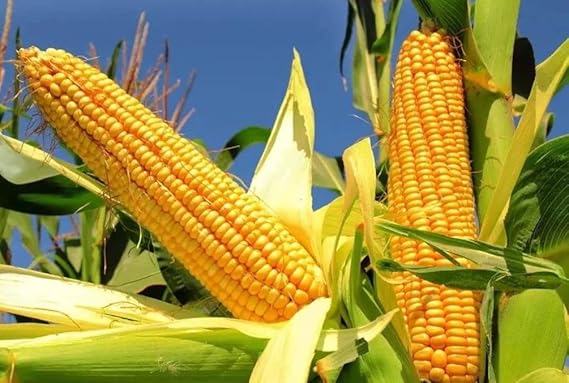Sweet Corn Golden Bantam Seeds – Non-GMO, Heirloom, High-Yield Sweetcorn Variety