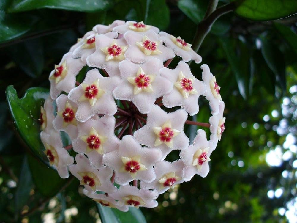 Red White Hoya Flower Seeds for Planting – Heirloom, Non-GMO, High Germination Organic Garden Seeds