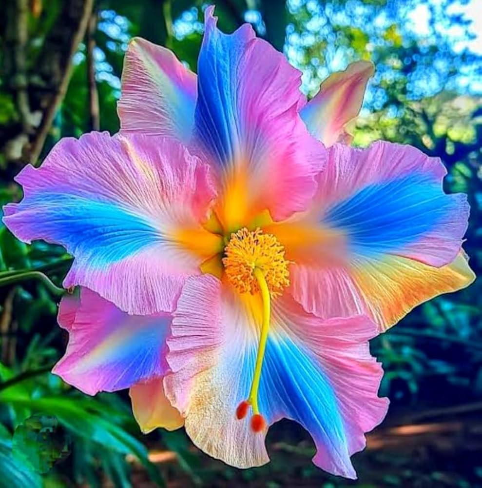 Rainbow Hibiscus Flower Seeds – Heirloom, Non-GMO, High Germination Organic Garden Seeds for Planting