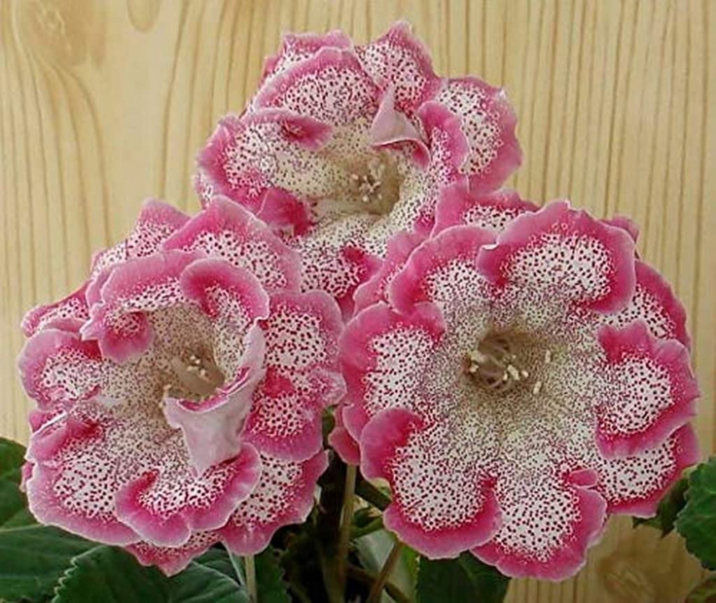 Pink Gloxinia Sinningia Flower Seeds for Planting – Heirloom, Non-GMO, High Germination, Organic Garden Seeds