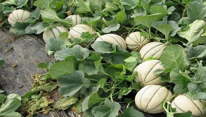 Melon Vegetable Seeds for Planting – Heirloom & Non-GMO Seeds, Juicy Sweet Summer Garden Fruits