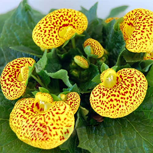 Yellow Calceolaria Crenatiflora Flower Seeds for Planting – Heirloom, Non-GMO, High Germination