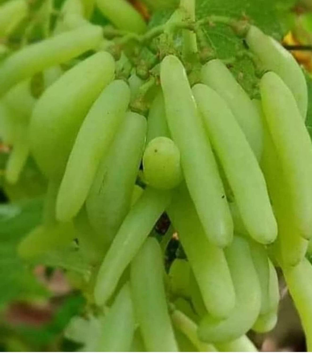 Fruit Seeds,Garden seeds, Seeds For Planting,Plant Seeds