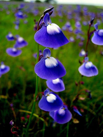 Flower Seeds, Seeds,Seeds For Planting,Plant Seeds