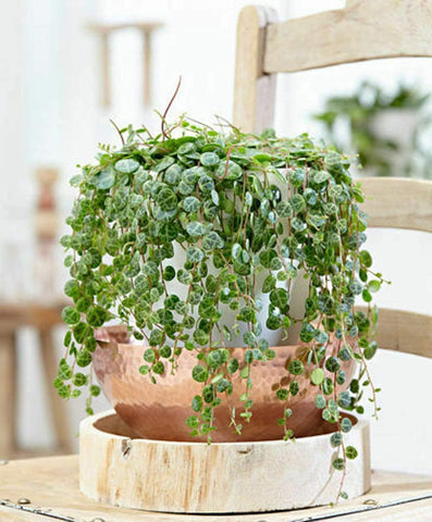 Flower Seeds, Seeds,Seeds For Planting,Plant Seeds