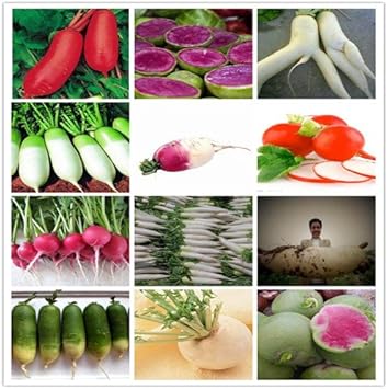 Vegetable Seeds,Garden seeds, Seeds For Planting,Plant Seeds