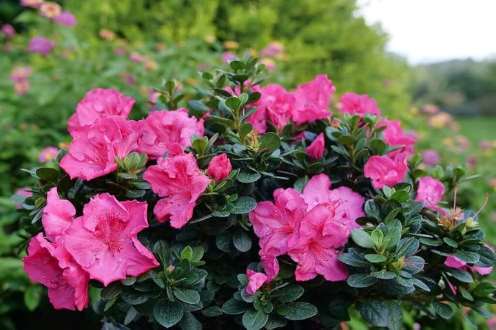Pink Azaleas Flower Seeds for Planting – Heirloom Non-GMO, High Germination Organic Garden Seeds