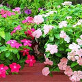 White Periwinkle Flower Seeds for Planting - Heirloom, Non-GMO, High Germination Organic Garden Seeds