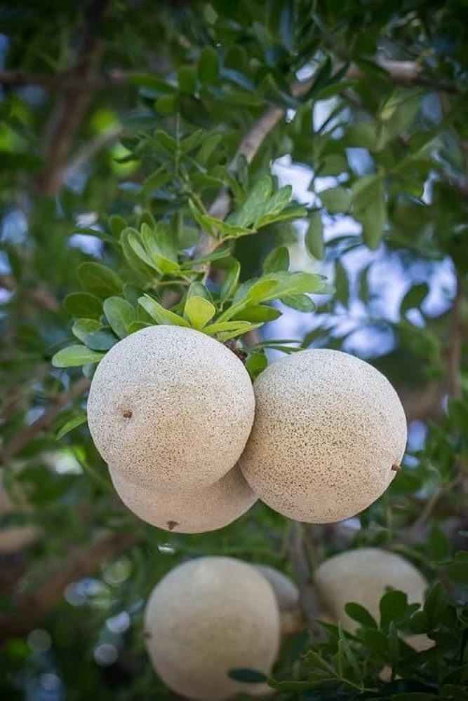 Wood Apple Fruit Seeds for Planting – Heirloom Non-GMO High Germination Organic Garden Seeds