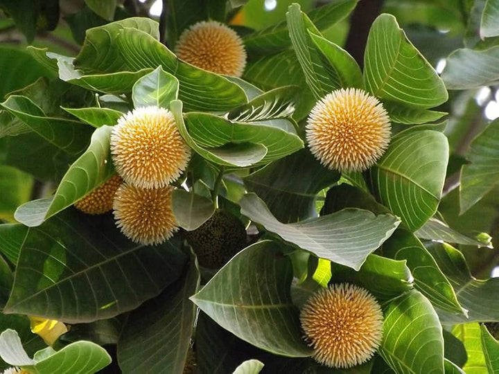 Green Anthocephalus Kadamba Flower Seeds for Planting – Heirloom Non-GMO, High Germination Organic Garden Seeds
