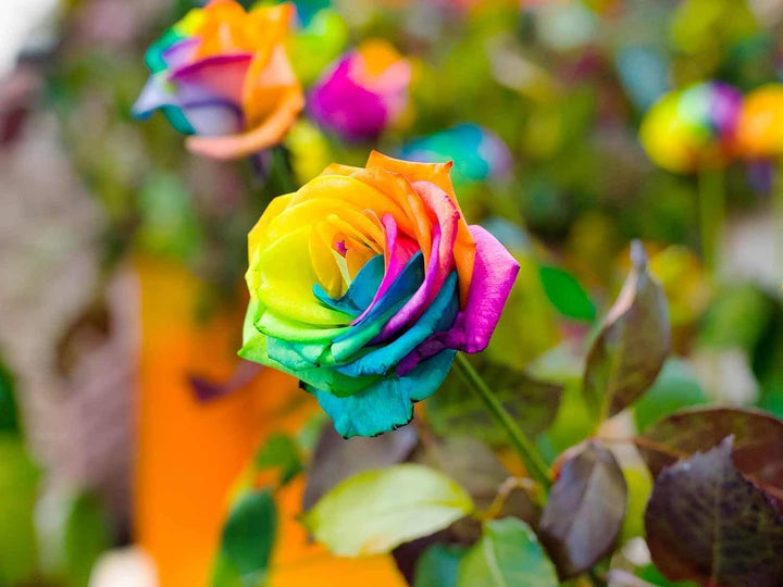 Holland Rose Flower Seeds for Planting Mixed Colors – Low Maintenance, Heirloom, Non-GMO, High Germination Organic Garden Seeds
