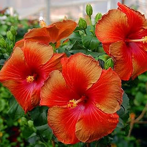 Flower Seeds, Seeds,Seeds For Planting,Plant Seeds