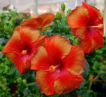 Flower Seeds, Seeds,Seeds For Planting,Plant Seeds