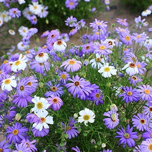 Swan River Daisy Flower Seeds for Planting – Heirloom & Non-GMO Dainty Blooms for Containers, Borders, and Pollinator Gardens