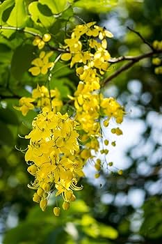 Yellow Moist Wetland Flower Seeds for Planting | Heirloom Non-GMO High Germination Organic Garden Seeds