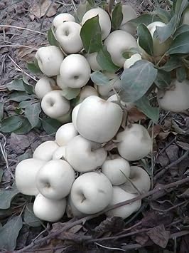 Fruit Seeds,Garden seeds, Seeds For Planting,Plant Seeds