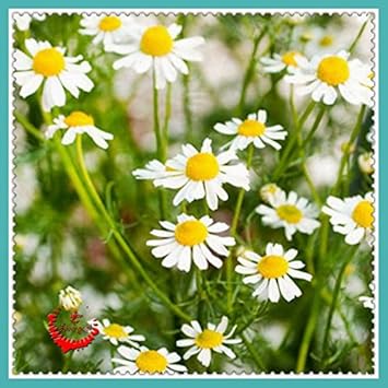 Flower Seeds, Seeds,Seeds For Planting,Plant Seeds