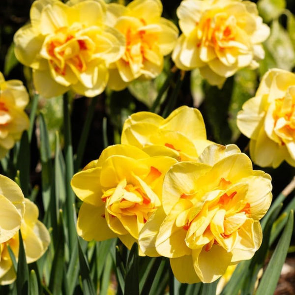Yellow Red Daffodil Seeds, Heirloom Non-GMO Pollinator-Friendly Flowers for Garden Planting