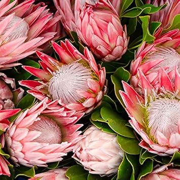 Pink Protea Flower Seeds for Planting – Heirloom, Non-GMO, High Germination Organic Garden Seeds