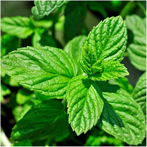 Mint Herb Seeds for Planting – Heirloom, Non-GMO, Organic Garden Seeds with High Germination for Culinary Use
