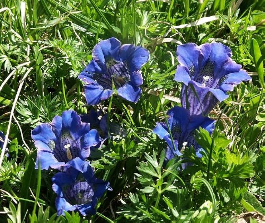 Blue Gentiana Flower Seeds for Planting – Heirloom Non-GMO Compact Growth Organic Garden Seeds